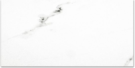 Polished Infatuation 16X32 | Alita Tile